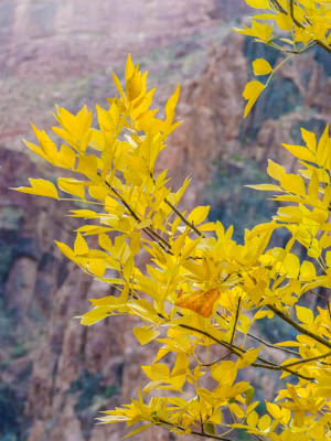 Photo Note Card: Fall Color on golden Cottonwood leaves at Phantom Ranch, path to Bright Angel Campground at the bottom of the Grand Canyon, Grand Canyon National Park, Arizona